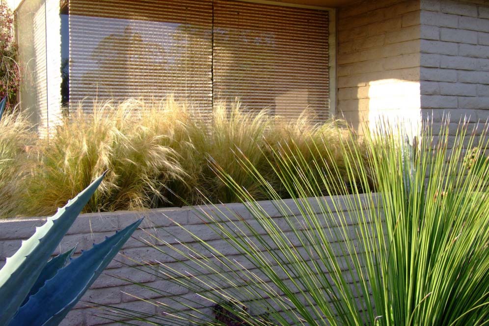 Grasses Behind White Wall