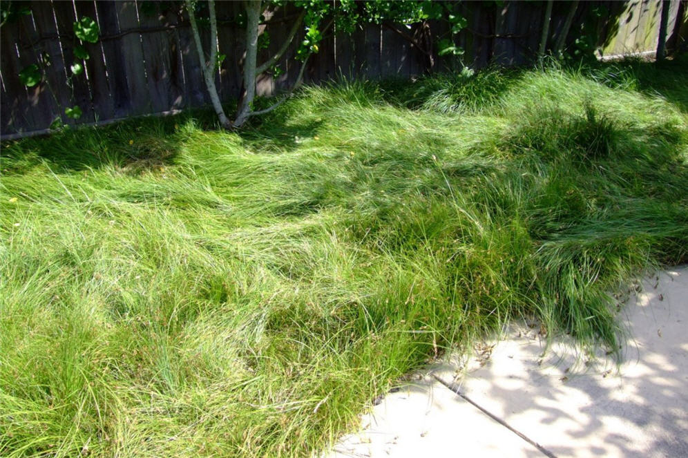 Carex High Carpet