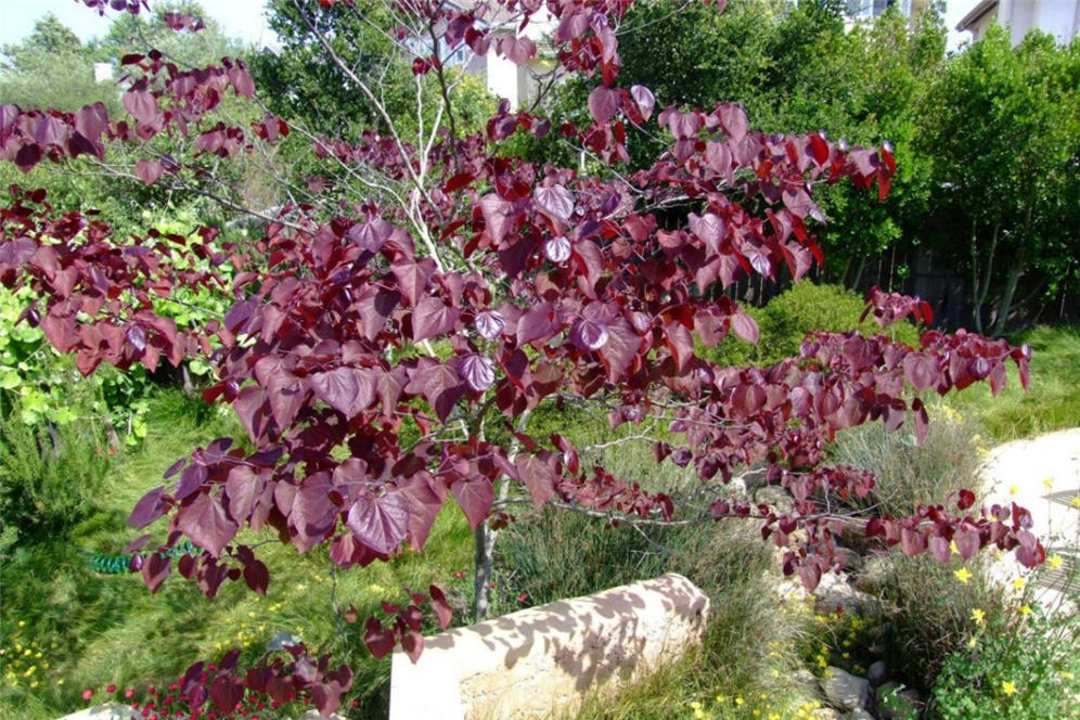 Purple-Leafed Tree