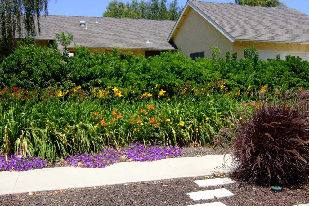 Daylily Hedge