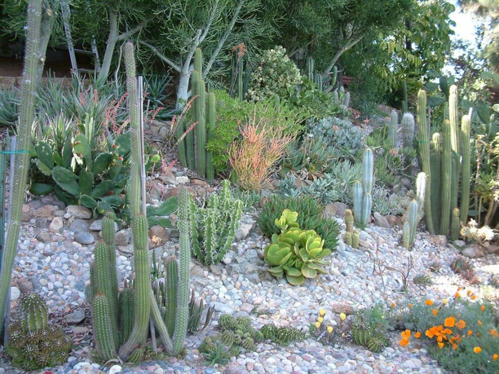 Cactus Hillside