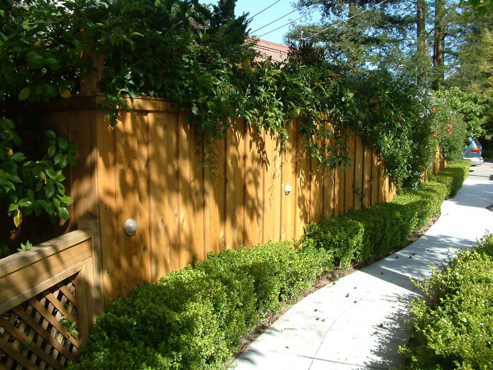 Top and Bottom Flora Around Fencing