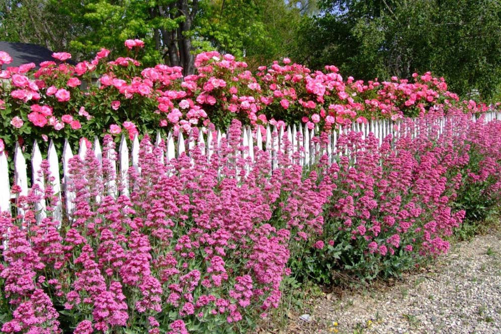 Pink Power Flower Popping Out