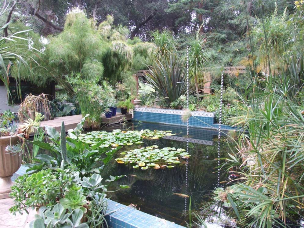 Koi Pond