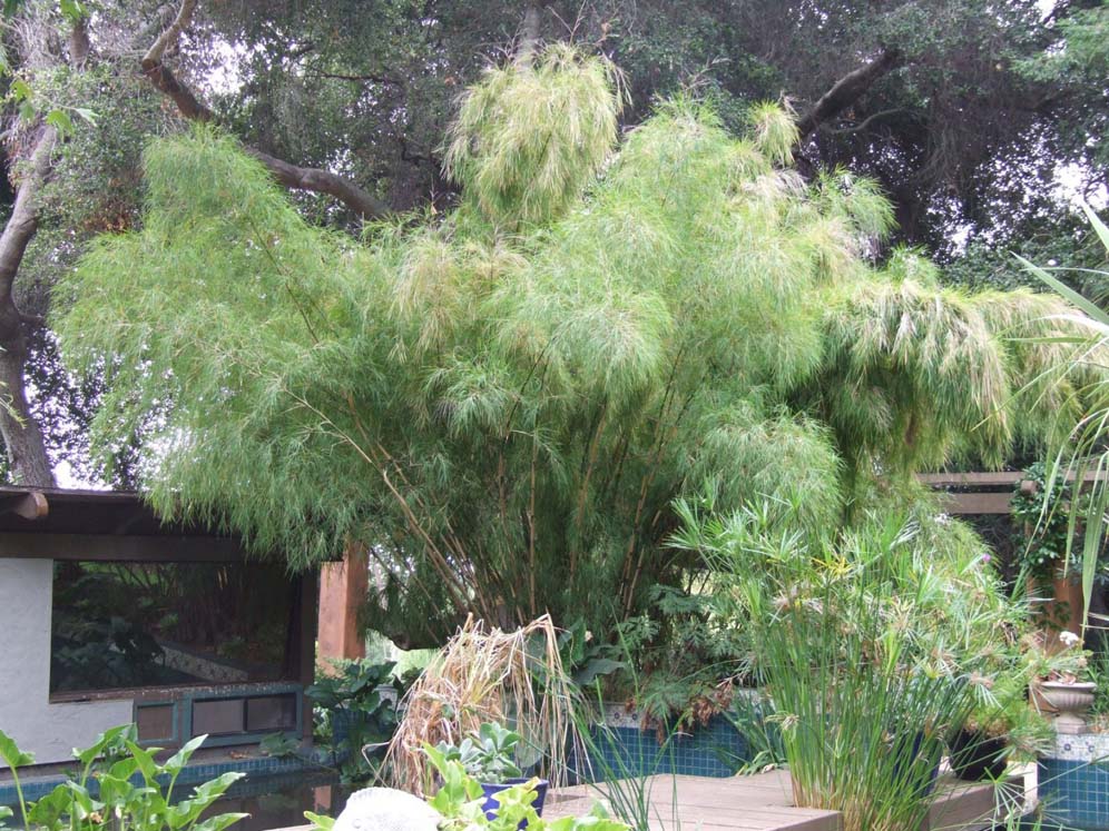 Bamboo Screen