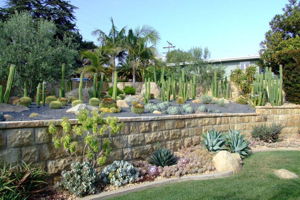 Cactus Garden