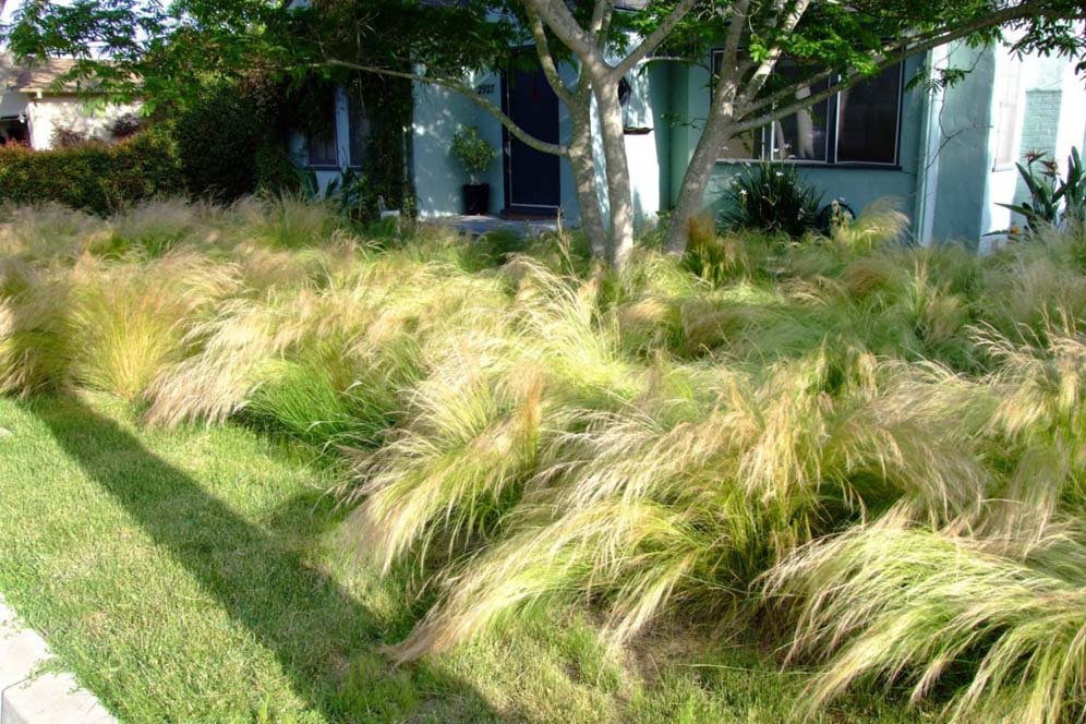 Billowy Grasses
