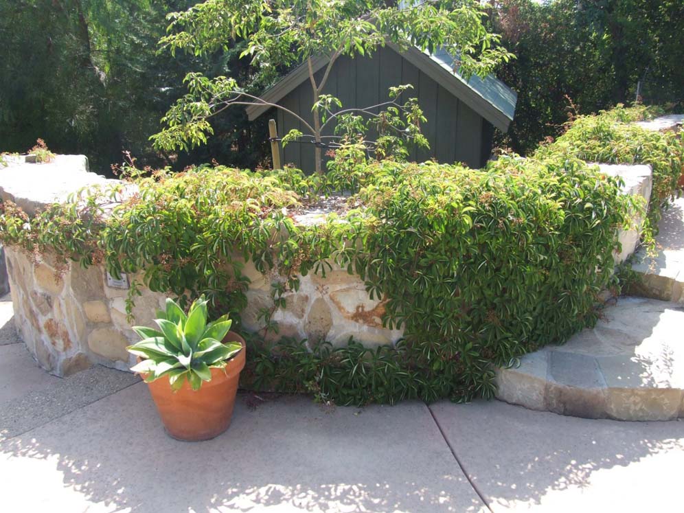 Vine-Covered Short Wall