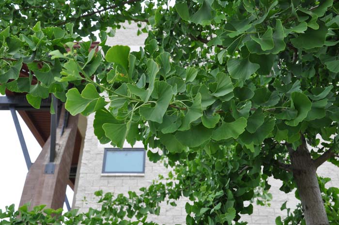 Plant photo of: Ginkgo biloba