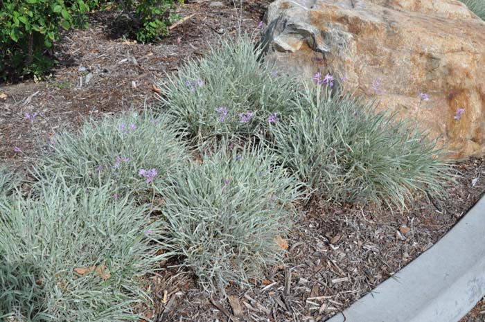 Plant photo of: Tulbaghia violacea 'Silver Lace'