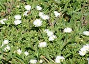 White Trailing Ice Plant