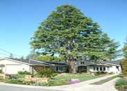 Atlas Cedar