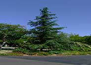 Deodar Cedar, Calif. Christmas Tree