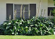 Bear's Breech, Acanthus