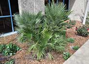 Mediterranean Fan  palm