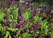 Hummingbird Sage, Pitcher Sage