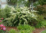 Pyracantha