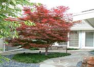 Bloodgood Japanese Maple