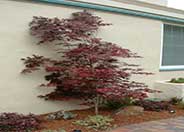 Ribbonleaf Purple Japanese Maple