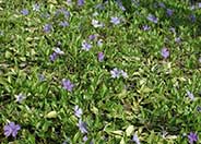 Dwarf Periwinkle, Dwarf Vinca