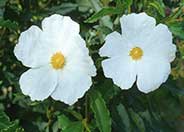 White Rockrose