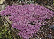 Mother-of-Thyme, Creeping Thyme