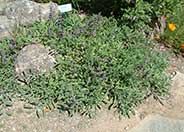 Sonoma Sage, Creeping Sage