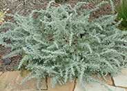 Sandhill Sage, Coast Sagebrush