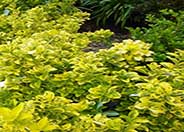 Gold Spot Euonymus