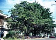 Monterey Cypress