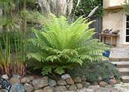 Tasmanian Tree Fern