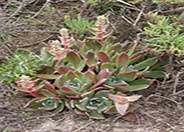 Dudleya