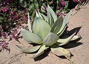 San Ysidro Lane Agave