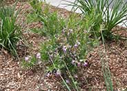 Timeless Beauty Desert Willow