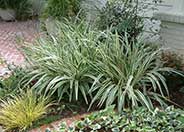 Silver Streak Flax Lily