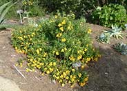 Jelly Bean Yellow Monkey Flower