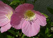 Siskiyou Mexican Evening Primrose