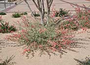 Globe Mallow Louis Hamilton