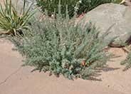 Ghostly Red California Fuchsia