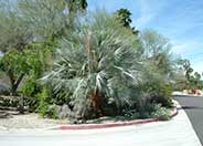 Mexican Blue Palm, Blue Hesper Palm