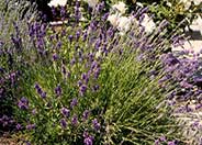 Munstead Dwarf Lavender