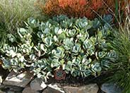 Silver Jade Plant