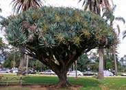 Dragon Tree