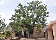 Chinese Flame Tree