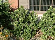 African Boxwood