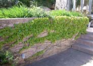 Virginia Creeper