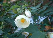 Flowering Maple