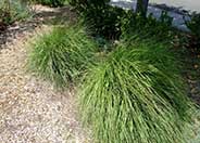 Giant Feather Grass